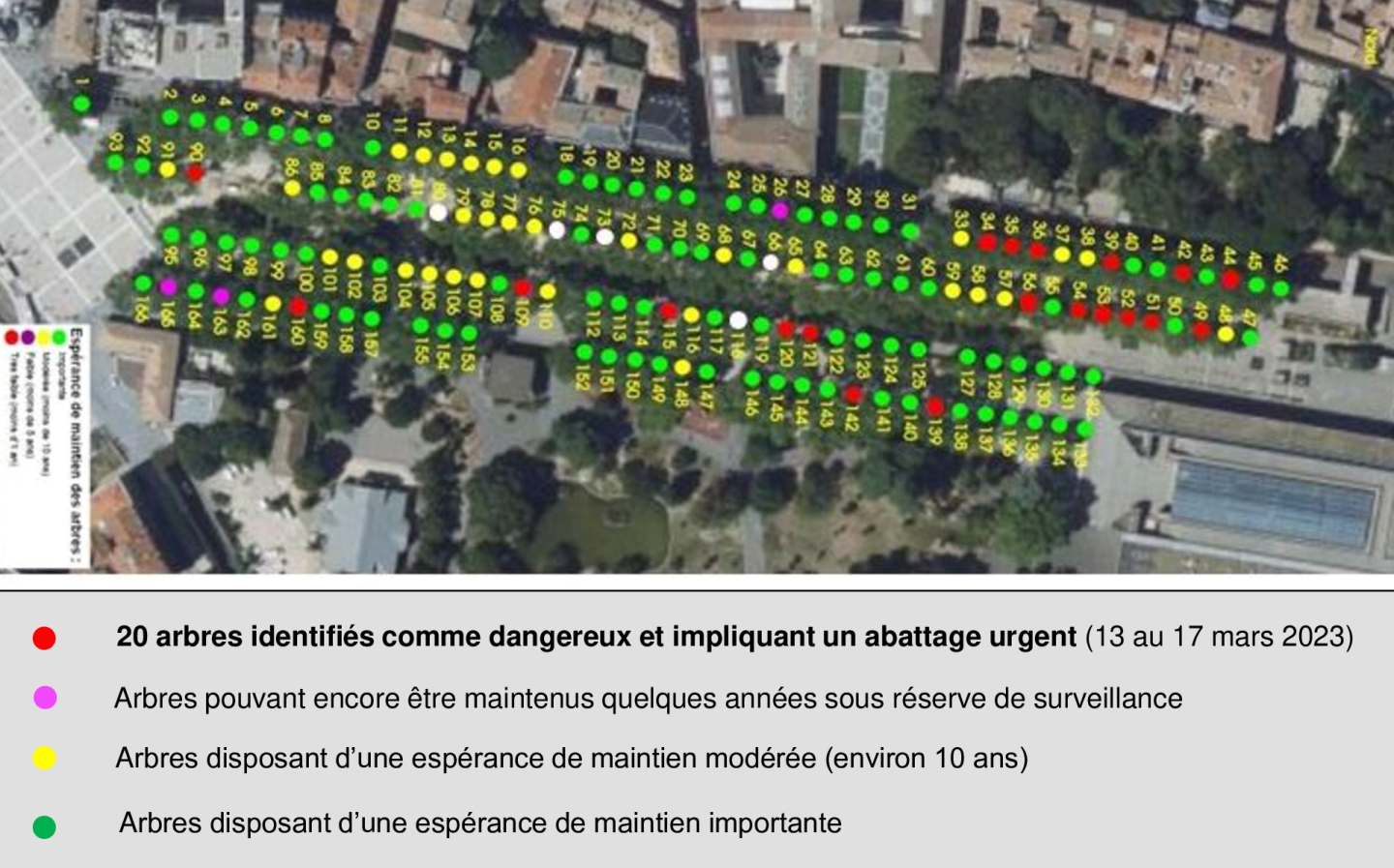 Synthèse-expertise-platanes-Esplanade 2023.jpg
