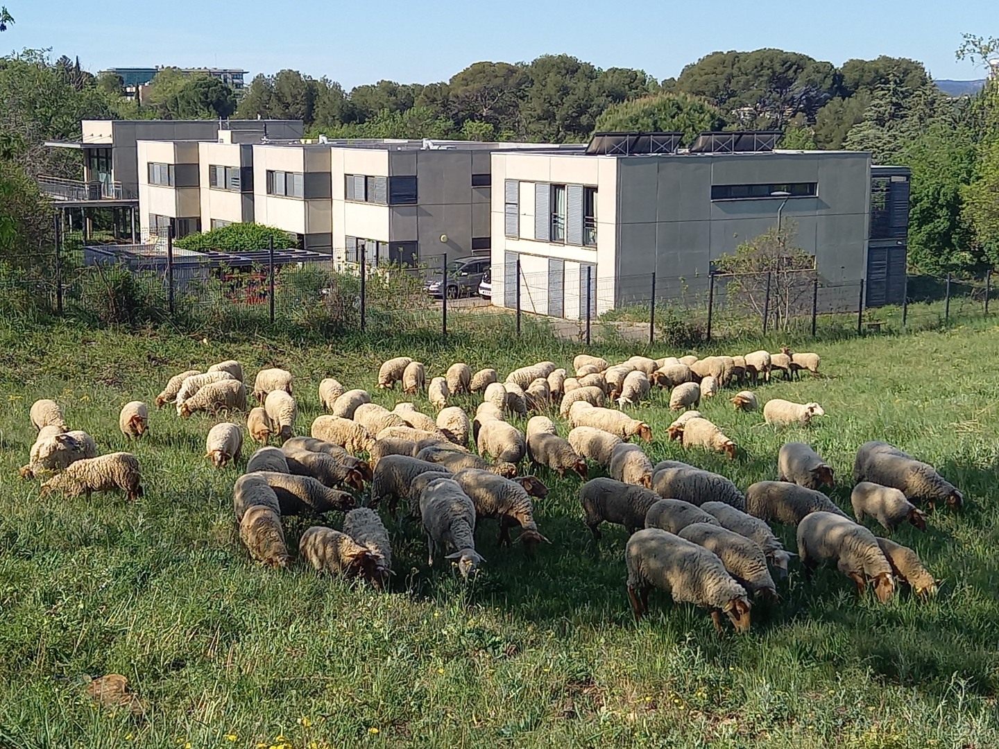 ecopaturage 2023 Malbosc2.jpg