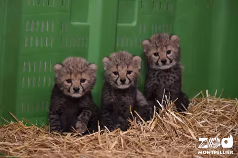 Une nouvelle naissance de guépards au Parc Lunaret