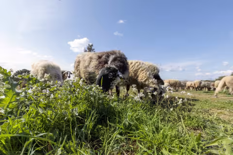 la Ville de Montpellier relance l'éco-pâturage le 15 avril prochain, pour une durée de 3 mois : une opération écologique pour entretenir ses espaces verts