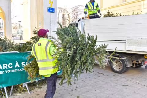 BILAN DE L'OPERATION PARCS A SAPINS