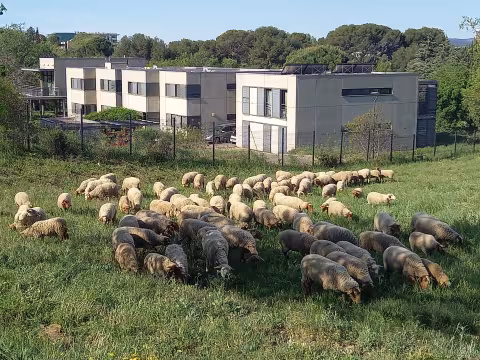 L'ÉCO-PÂTURAGE, METHODE ECOLOGIQUE POUR ENTRETENIR LES ESPACES VERTS, DE RETOUR AU PARC MALBOSC