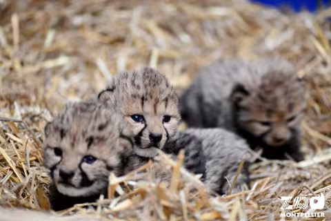Naissance de trois guépards au Zoo de Montpellier