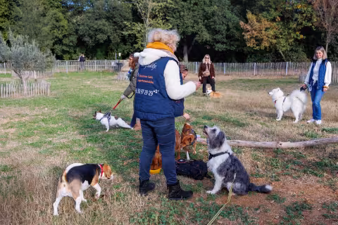 La Ville de Montpellier met en place des séances gratuites d’éducation canine collectives à partir du 24 mai 2025